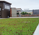 Vegetated Roofing Systems